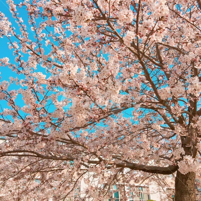 봄,벚꽃,화사함,청량함,꽃