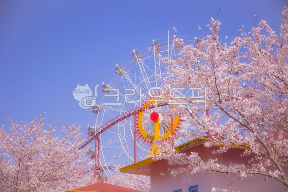 Amusement park,spring,spring flowers,Cherry Blossom,ferris wheel,Ferris wheel and cherry blossoms,flower
