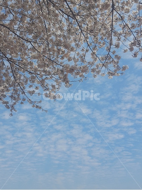 하늘,꽃,벚꽃,plant,flower,sky,3월
