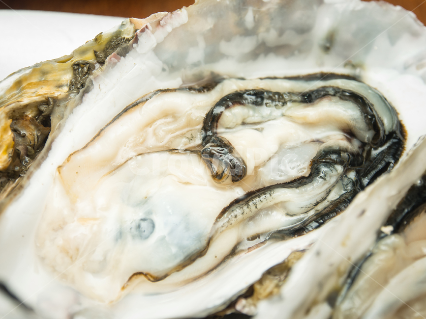 스시,횟집,해산물,굴,oyster,음식,식재료,요리,food,cook,meal,dishes,food reserves