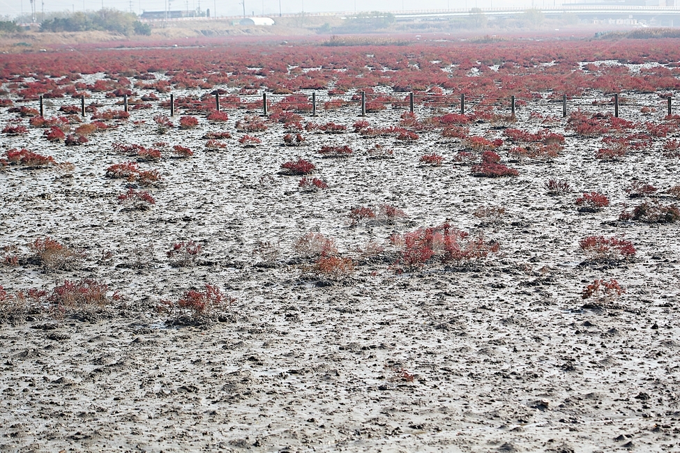 갯벌,뻘,소래습지생태공원,생태공원,함초,식물,자연,풍경,갯골,자연,풍경,nature,landscape