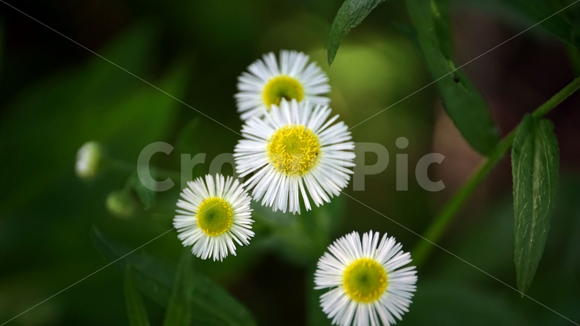 개망초,꽃,식물,자연,이파리,여름꽃,플라워,flower,nature,꽃사진,plants,풍경,landscape,접사,macro,봄,spring,계절,season,감성,힐링,healing,스냅,snap,한국자연,클로즈업,closeup,식물,자연,plants,nature,꽃,flower
