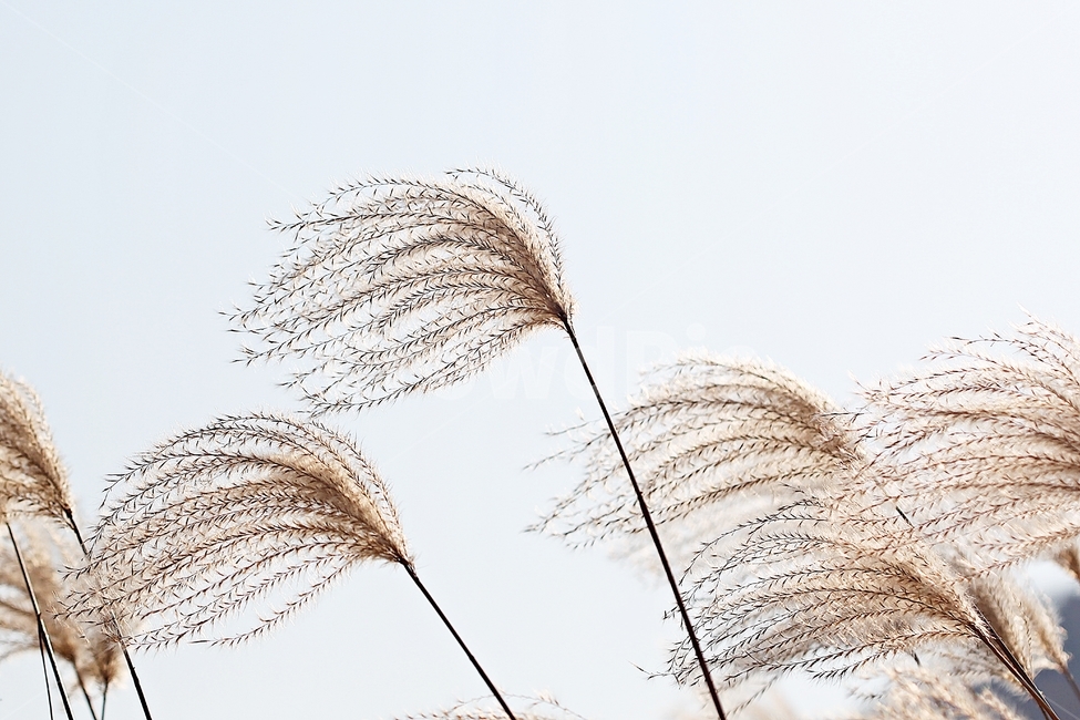 갈대,억새,풀,갈대꽃,식물,자연,공원,가을,계절,fall,autumn,season