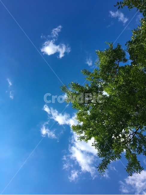 나무,하늘,파란하늘,tree,sky,구름