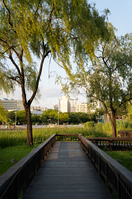 길,자연,초록,잔디,나무,공원,맑음,풍경,자연,풍경,nature,landscape,banister,난간,handrail,railing