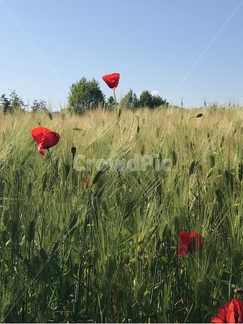 꽃,flowers,양귀비,식물,아름다운,공원,배경,맑은하늘,빨강색,예쁜,계절,feautiful,자연,plants,nature,구근식물,양귀비축제,꽃축제,힐링,식물,자연,plants,nature,꽃,flower