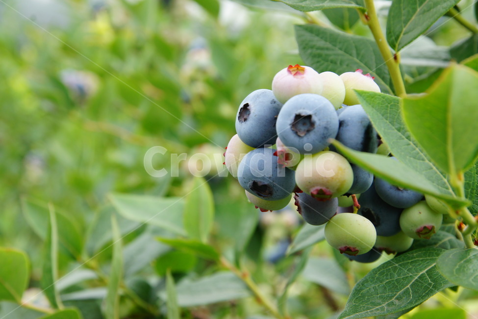 블루베리,체험,농장,하우스,보라색,과일,열매,fruit