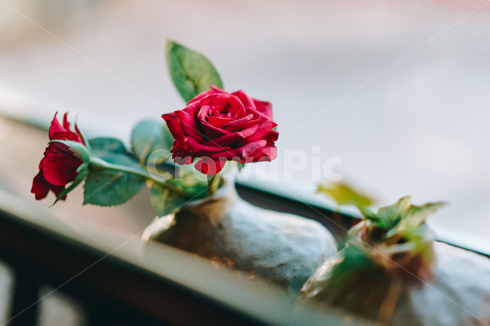 blossom,flower,꽃,rose,장미,plant,식물,실내용화초,화분,화초,house plant