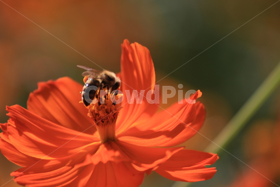 벌,황화코스모스,꽃,식물,자연,invertebrate,무척추동물,animal,동물,insect,곤충,honeybee,꿀벌,bee,apidae,양서류,가을,가을,계절,fall,autumn,season,식물,자연,plants,nature,꽃,flower,동물,animal,곤충,벌레,insect,bug,honey bee,무척추 동물