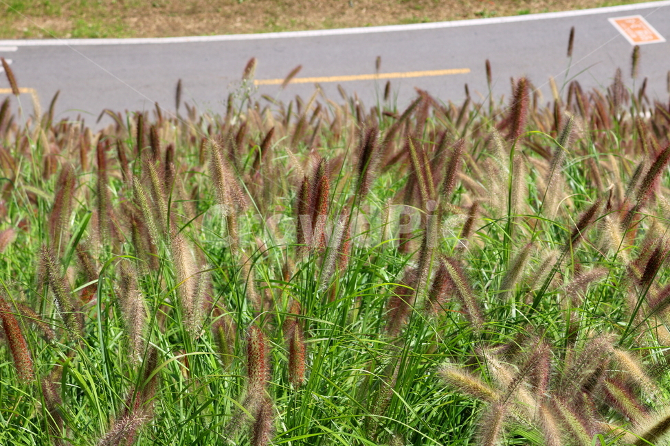 수크령,길갱이,랑미초,식물,벼과,벼과식물,자연,식물,자연,plants,nature