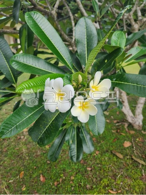 꽃,flower,하얀꽃,플루메리아,frangipani,둥근꽃잎
