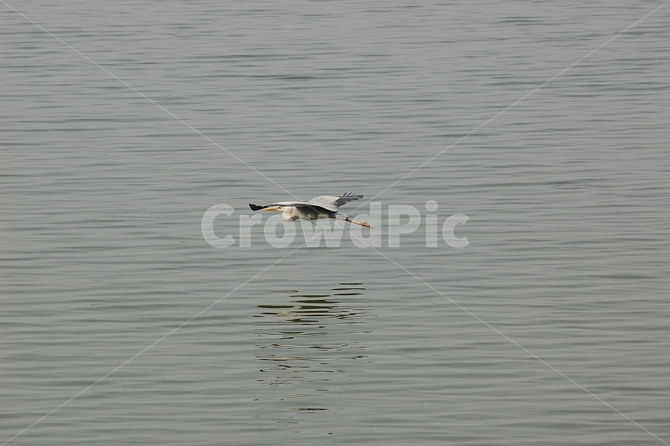 새,조류,왜가리,자연,동물,야생,비행,animal,bird,nature,flying,동물,animal,조류,새,birds