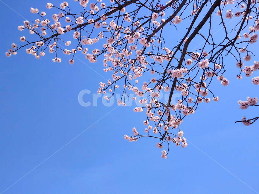 봄,꽃,벚꽃,봄꽃,하늘,나무,봄,계절,spring,season,자연,풍경,nature,landscape,plant,식물,flower,blossom