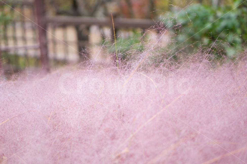 핑크뮬리,핑크,제이드가든,억새,갈대,10월,자연풍경,pink,식물,자연,plants,nature,감성,감정,가을,계절,fall,autumn,season,식물,자연,plants,nature,감성,sensible,feeling