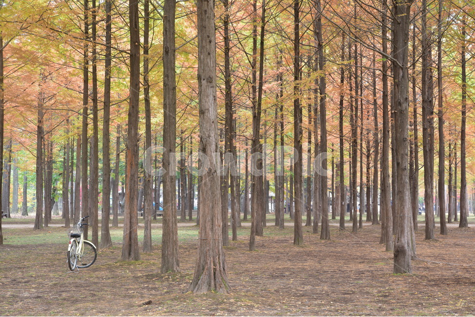 tree,나무,bicycle,자전거,숲,낙엽송,단풍,낙엽,외로움,숲속,한적함,기다림,가을,계절,fall,autumn,season