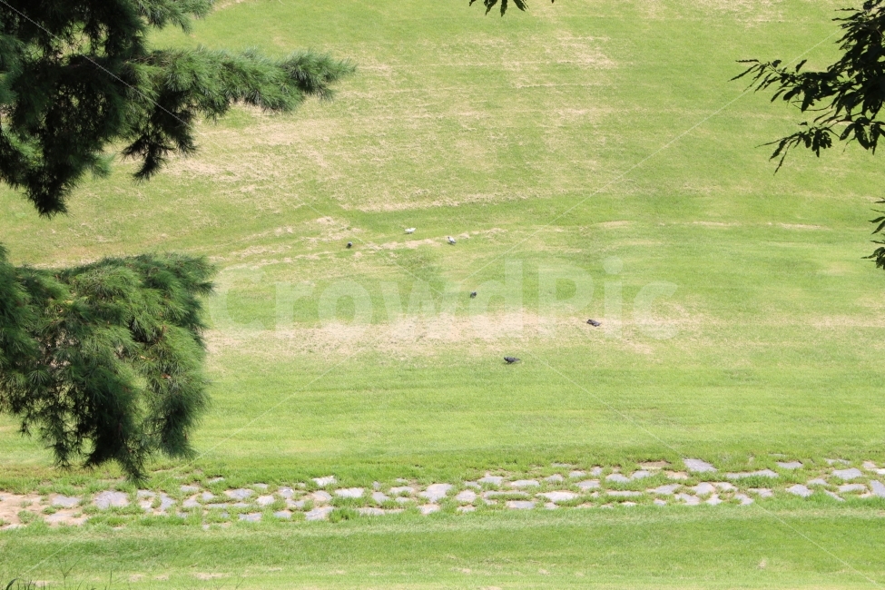 잔디,풀,잡초,초록,초록색,자연,야외,공원,정원,나무,언덕,자연,풍경,nature,landscape,field,들