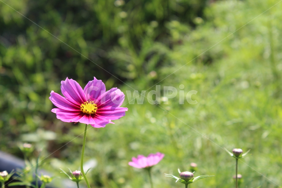 꽃,자연,코스모스,코스모스축제,핑크색꽃,가을,계절,fall,autumn,season,식물,자연,plants,nature,꽃,flower,plant,blossom,petal,꽃잎