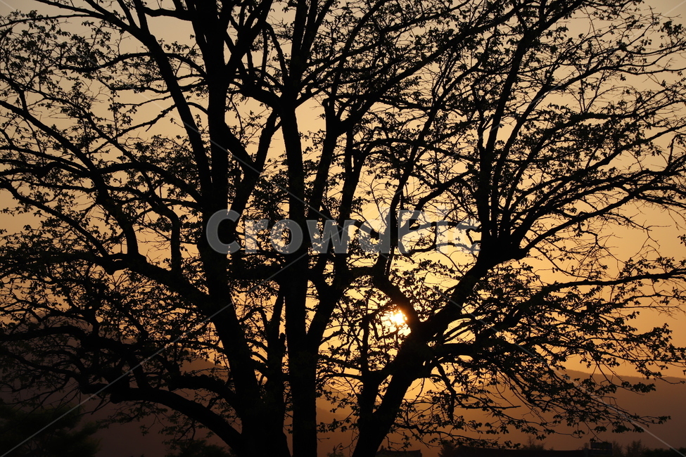 노을,풍경,자연,저녁,감성,식물,자연,plants,nature,나무,trees,wood,실루엣,그림자,silhouette,shadow