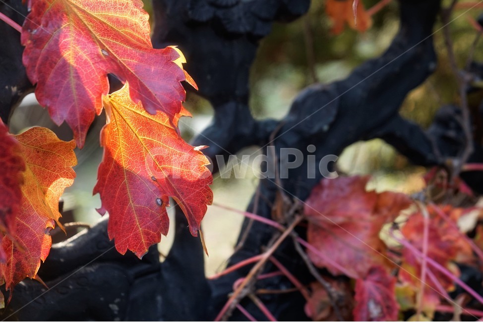 담쟁이,역광,가을,빨강,단풍,자연,autumn,fall,fallenleaves,red,backlight,leaves,가을,계절,fall,autumn,season,leaf,잎,plant,식물,tree,나무,maple