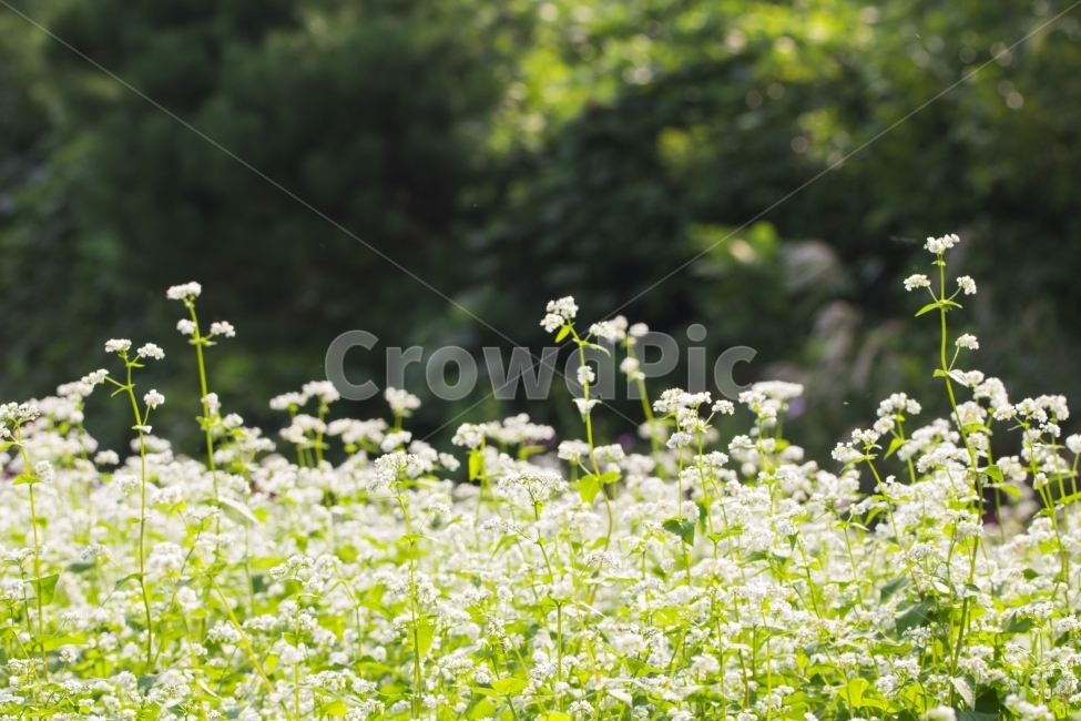 메밀,메밀밭,메밀꽃,풍경,경치,자연,식물,꽃,다울,식물,자연,plants,nature,꽃,flower