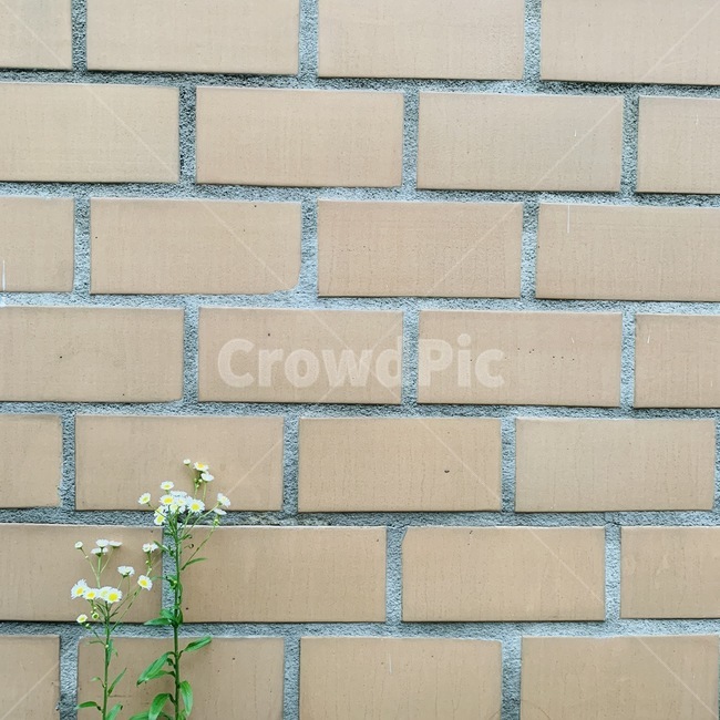 꽃,벽,벽돌,건물,패턴