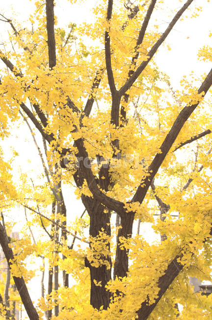 은행,노란색,노랑,은행나무,가을,풍경,감성,autumn,fall,가을풍경,단풍