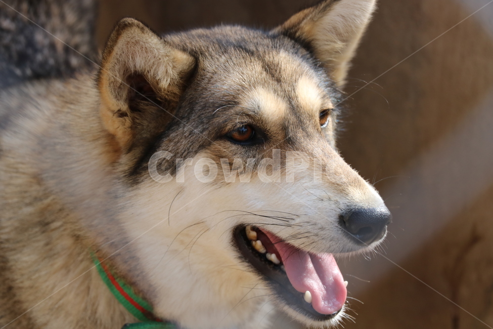 시골집,큰개,강아지,반가움,믹스견,동물,animal,포유류,mammal,개,강아지,dog,doggy