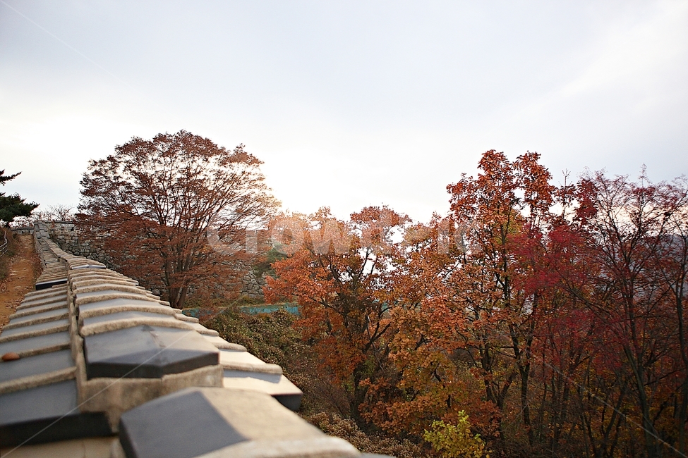 남한산성,성,성곽,단풍,낙엽,길,둘레길,숲,숲길,담,돌담,가을,자연,풍경,벽,울긋불긋,산성,식물,가을,계절,fall,autumn,season,한국전통,한국문화,korean traditional,korean culture,walkway,보도,path,통로,tree,나무,plant