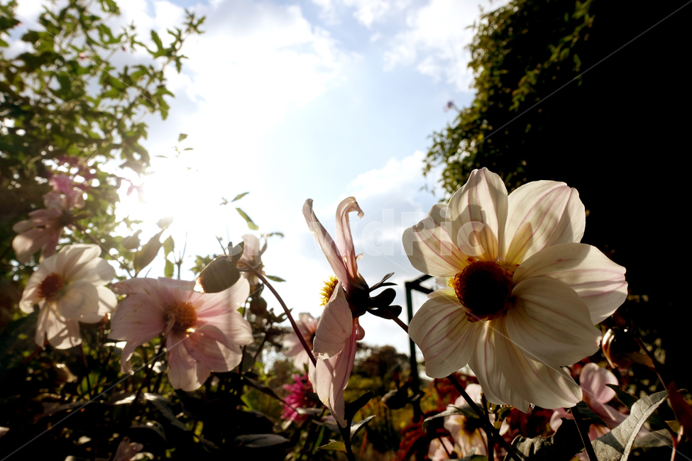 꽃,들꽃,봄,프로방스,flower,spring,provence,france