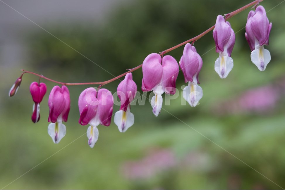 금낭화,꽃,봄꽃,야생화,식물,자연,식물,자연,plants,nature,꽃,flower