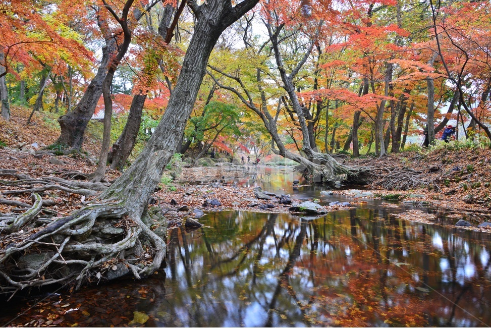 tree,나무,plant,식물,maple,leaf,잎,water,물,nature,자연,outdoors,옥외,고창,선운사,선운사가을,도솔천,가을,계절,추색,만추,단풍,반영,가을,계절,fall,autumn,season