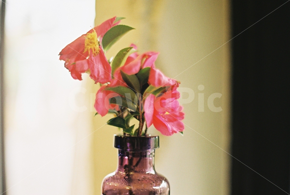 꽃,flower,감성,감성사진,film,카페,cafe,식물,자연,plants,nature,꽃,flower