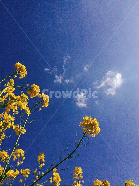 하늘,유채꽃,사랑,평화,푸른하늘,노랑,파랑,식물,자연,plants,nature,꽃,flower