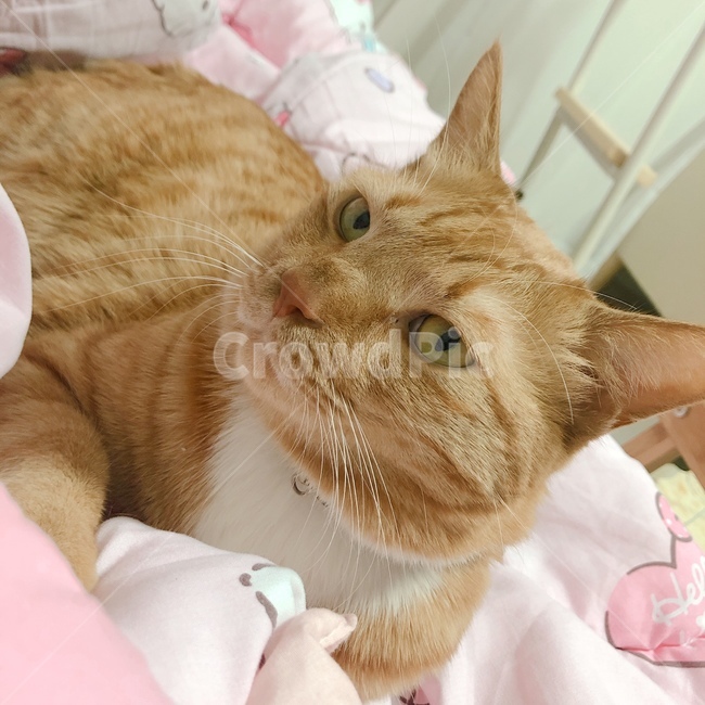 고양이,cat,반려동물,애완동물,반려묘,코리안숏헤어,코숏,게슴츠레,집고양이,동물,animal,포유류,mammal,고양이,cat,kitten,kitty