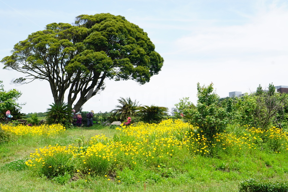 꽃,색깔,풍경,유채꽃,나무,자연,풍경,nature,landscape,outdoors,옥외,grassland,목초지,field,들,plant,식물,tree