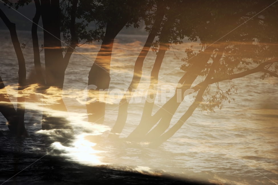 반영,나무,빛무늬,그림자,저수지,고요,쓸쓸함,자연,풍경,nature,landscape,flare,플레어,light,빛,sunlight,햇빛