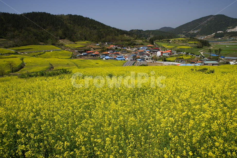 선학동,유체,봄,풍경,농촌,봄,계절,spring,season,시골,마을,풍경,landscape,country,rural,town,nature,자연,grassland,목초지,outdoors,옥외,field,들