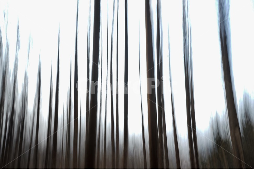 장노출,메타세콰이어숲,나무,자연,환상적,몽환적,배경사진,trees,nature,shutterspeed,longexposure,fantastic,자연,풍경,nature,landscape