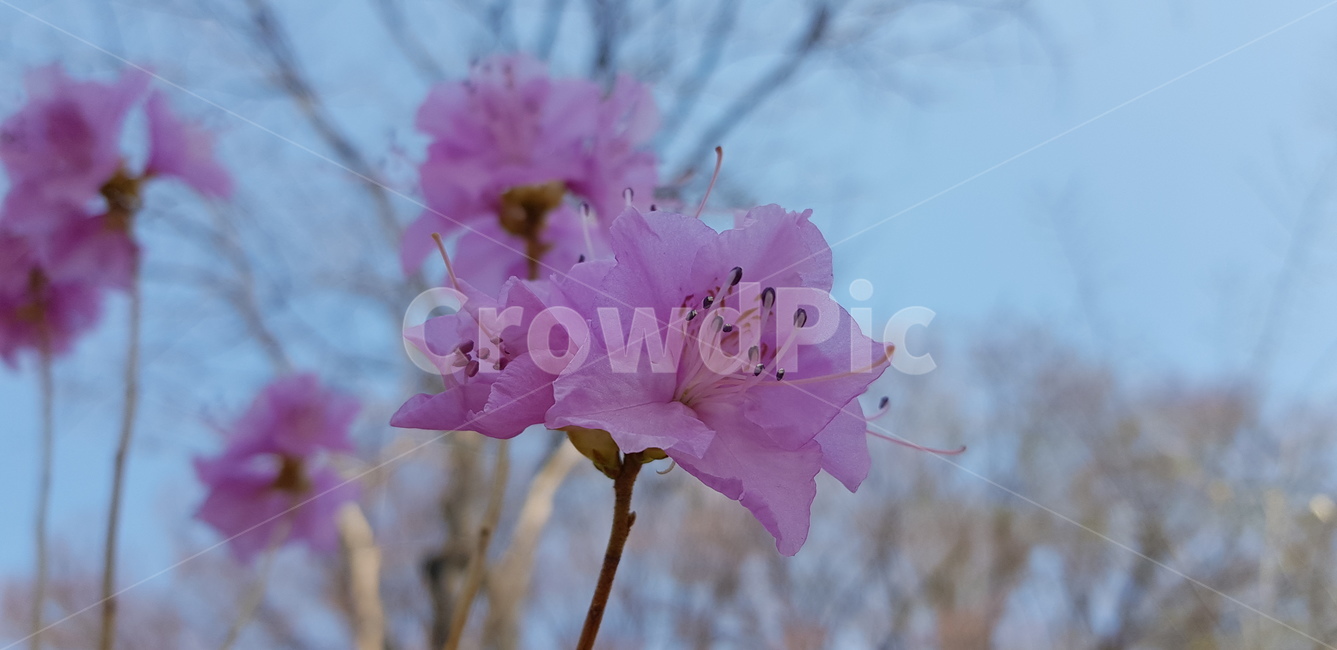 꽃,진달래,분홍색,자연,azalea