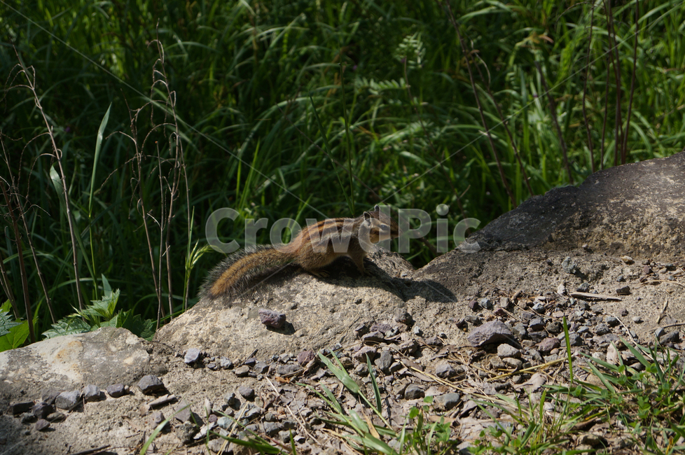 다람쥐,squirrel,동물,animal,야생동물,wildlife,동물,animal,포유류,mammal