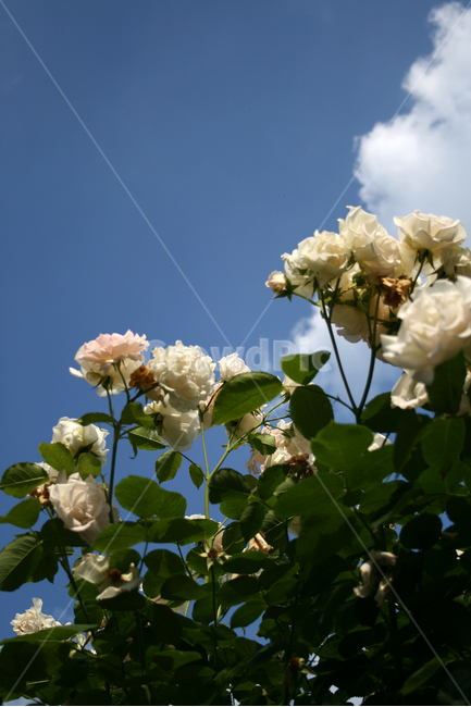 장미,장미덩쿨,식물,flower,plants,nature,꽃,꽃봉오리,식물,자연,plants,nature,꽃,flower