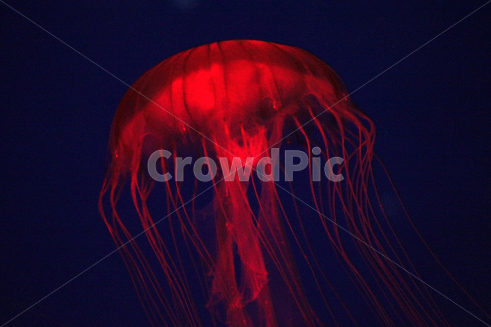 수족관,물고기,동물,해양,생물,심해,바다,sealife,해파리,invertebrate,jellyfish,무척추동물,swimming,aquarium,동물,animal