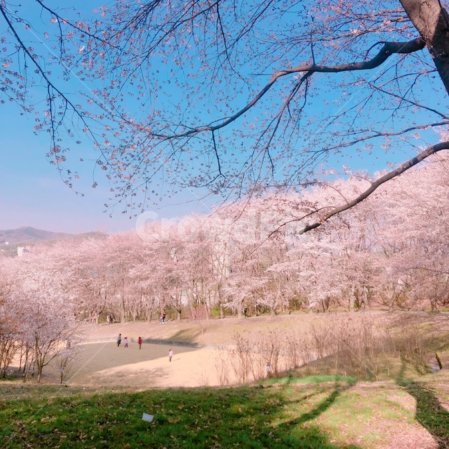 벚꽃,벚꽃축제,감성샷,감성컷,봄