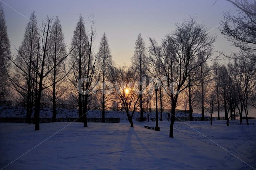 나무,일출,풍경,자연,숲,눈,겨울,겨울,계절,winter,season