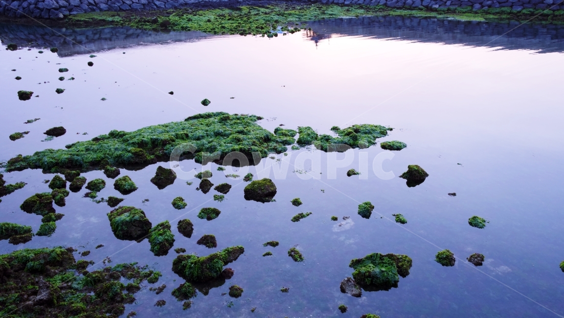 바다,바위,이끼,돌,자연,자연,풍경,nature,landscape,제주도,jeju,jeju island,plant,식물