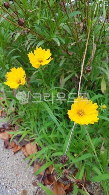 노랑, 꽃, 자연, 식물, plant, 사진,이미지,일러스트,캘리그라피 - 아라아띠작가
