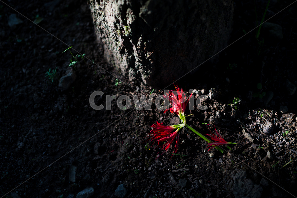 불갑사,꽃무릇,상사화,붉은꽃,꽃,식물,자연,plants,nature,꽃,flower