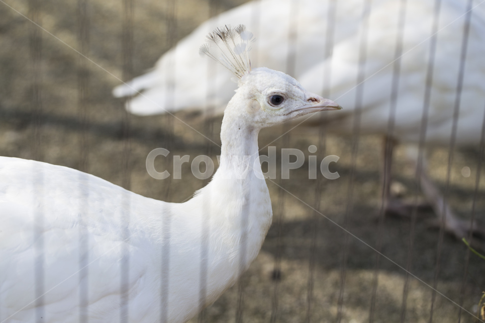 새,공작새,깃털,날개,조류,동물,동물원,새장,동물,animal,조류,새,birds