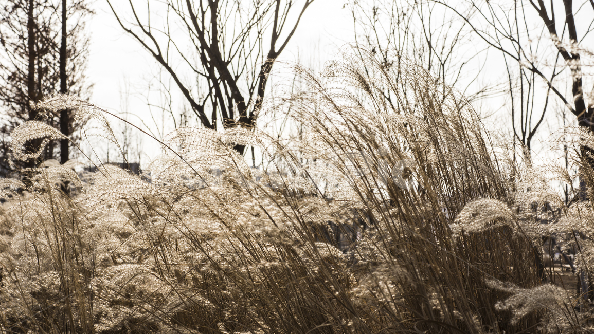 갈대,식물,감성,겨울,풍경,가을,계절,fall,autumn,season,식물,자연,plants,nature,grass,잔디,plant,lawn,reed
