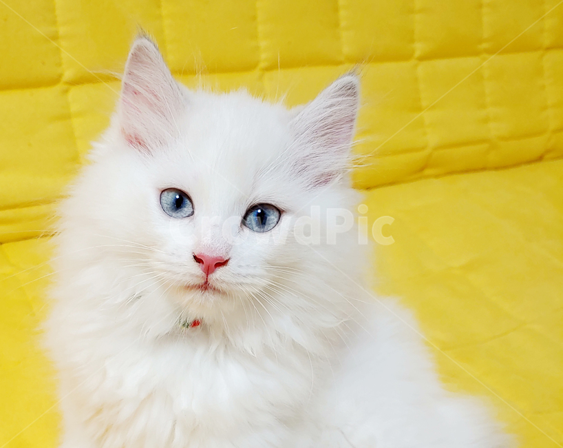 pet,animal,동물,cat,고양이,포유류,랙돌,랙돌고양이,ragdoll,흰색,털,앙고라,angora,노란배경,파란눈,새끼고양이,아기고양이,어린동물,고양이눈,고양이털,동물,animal,포유류,mammal,고양이,cat,kitten,kitty